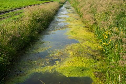 Waterway full of algae