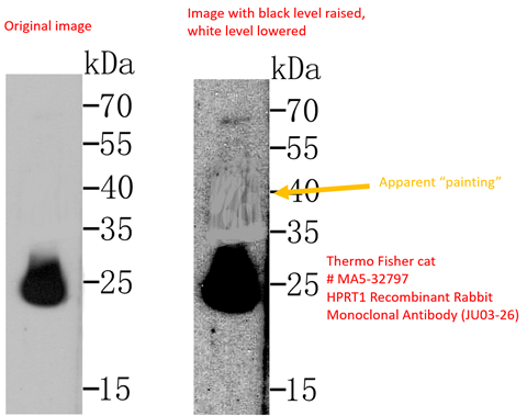 A western blot with background manipulation revealed at higher contrast