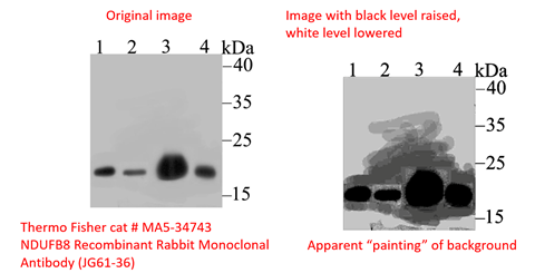 A western blot with background manipulation revealed at higher contrast