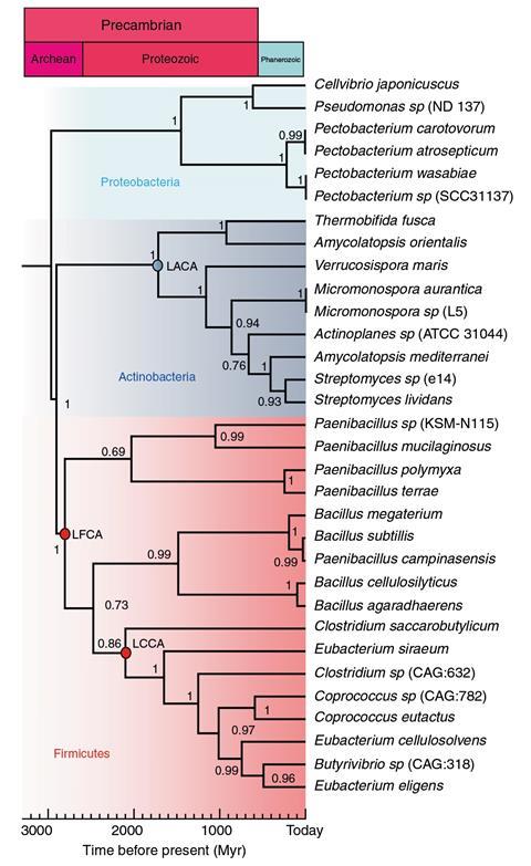 An image showing the uncorrelated relaxed clock chronogram for bacterial endoglucanases Cel5A