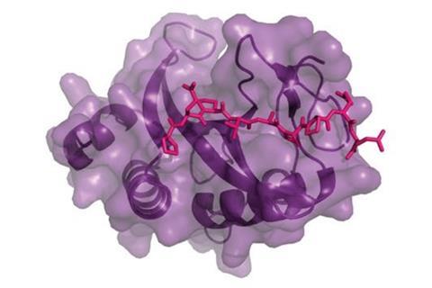 Crystal structure of the PTAP peptide (PEPTAPPEE; pink) bound to UEV (purple); PDB ID = 3OBU40