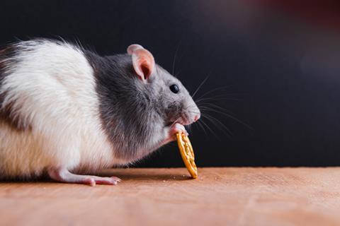 A black and white rat eating snacks on a black background