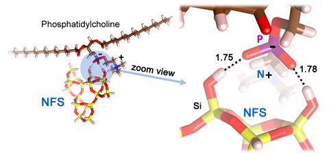 An image showing a cluster model of nearly-free silanols (NFS) interacting with phosphatidylcholine