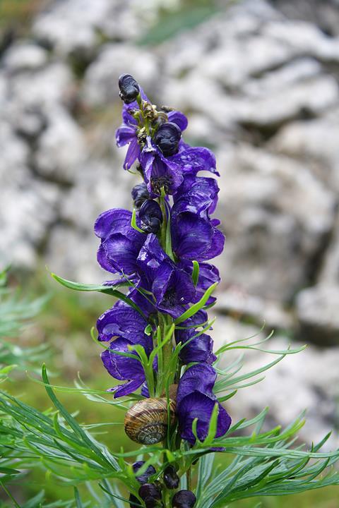 Aconitum napellus - poisonous plant of Alps