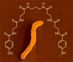 clostridium-closthioamide-250