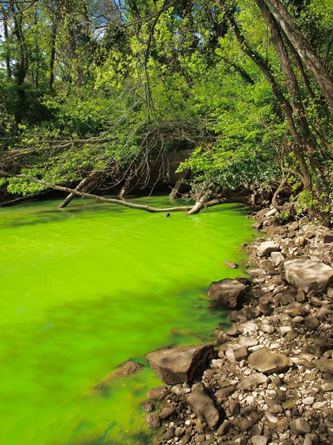 Eutrophication at a waste water outlet in the Potomac River, Washington, D.C.