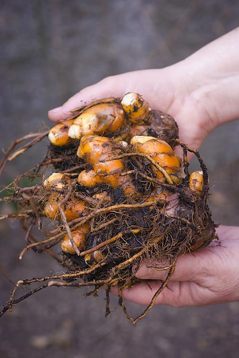 Turmeric root (Curcuma longa) 