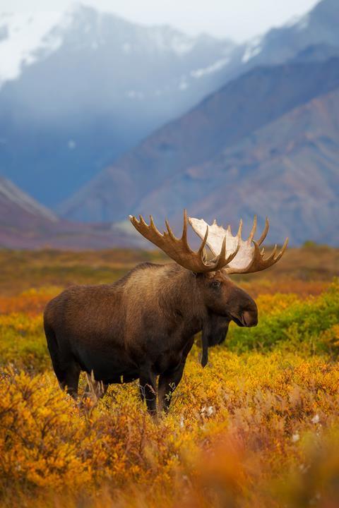 An Alaskan bull moose stands in the open tundra of Denali National Park & Preserve, Alaska.