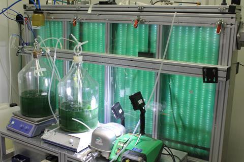 Algae growing in laboratory flasks lit with lamps