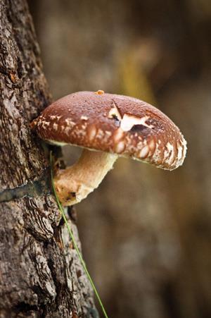 Shiitake mushroom