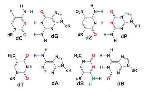 A picture showing the eight nucleotides of hachimoji DNA and hachimoji RNA