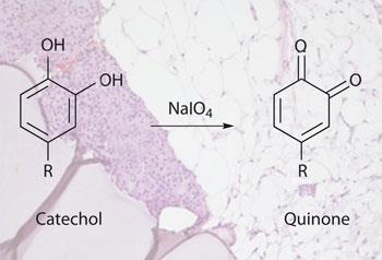 quinone-350