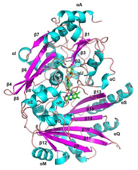  An image showing the overall structure of MaDA shown in a ribbon model