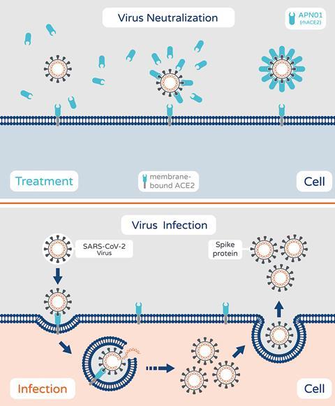 An image showing the virus infection and neutralisation