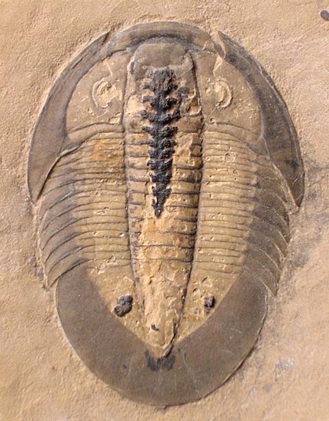 A photo of a sand-coloured slab of rock containing the imprint fossil of a trilobite