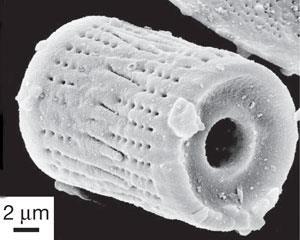 nature-diatom-300