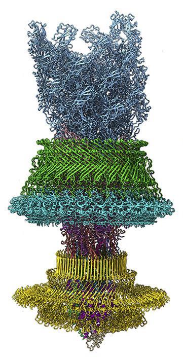 An image showing Cryo-EM