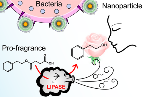 Diagram showing how the nanonparticles make the bacteria smell like roses