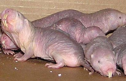 naked-mole-rats_410