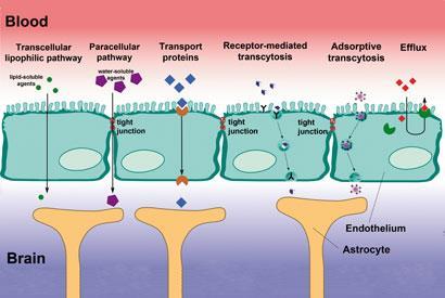 Breaking Through The Barrier Feature Chemistry World