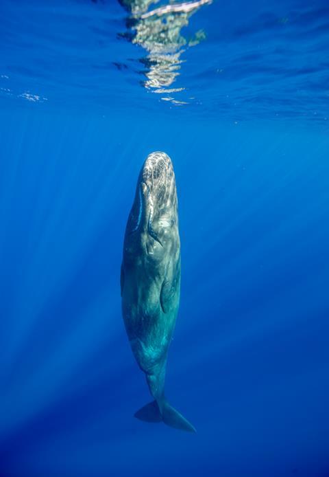 Cachalot, océan Indien, île Maurice