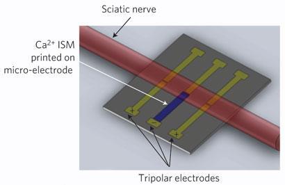 electrochem-stim-of-neurons_410