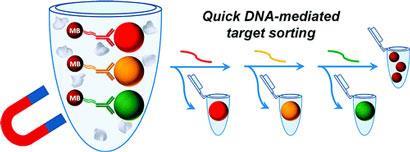 DNA-linker-displacement_410