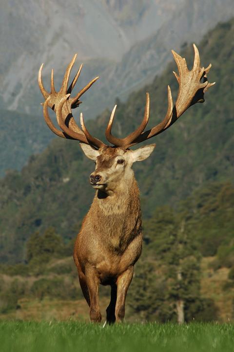 Red deer stag in New Zealand