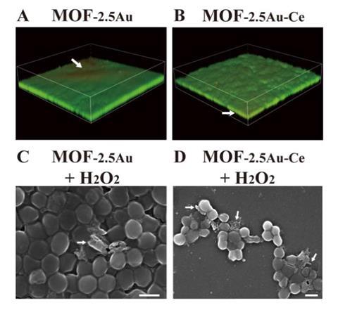 An image showing the penetration of MOF-2.5Au and MOF-2.5Au-Ce into 48 h old biofilms treated for 4 h