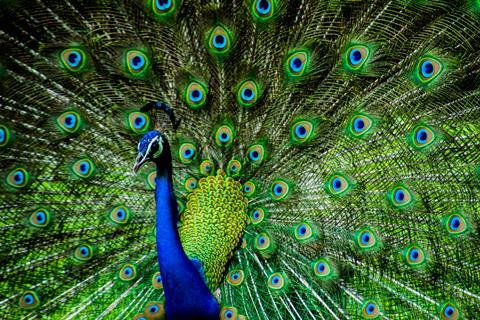 Indian Male Peacock 