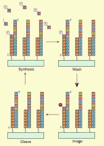 DNAsequencing-350