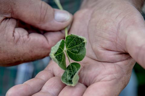 Soybean leaves curled at the edges showing damage from drifting dicamba