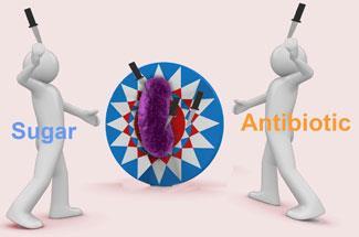 sugar-antibiotic-bacteria-300