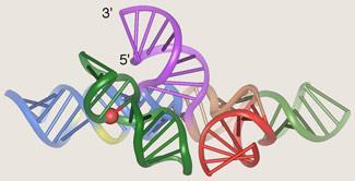 FEATURES-ribozyme-325