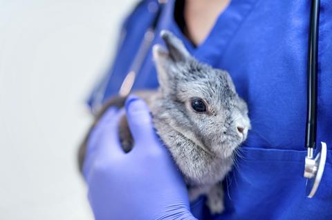 An image showing a bunny being held