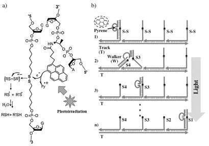 DNA-walking-device_410