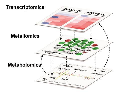 Multi-omics and temporal dynamics profilin