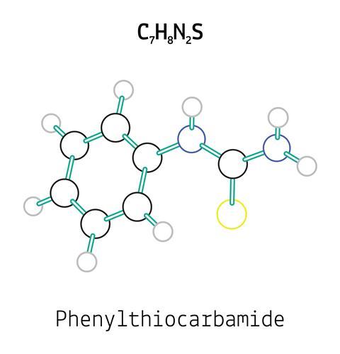 Phenylthiocarbamide molecule