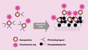 apoptosis-250