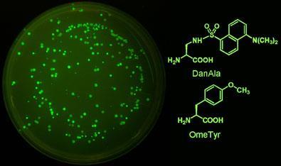 new-yeast-structures-395