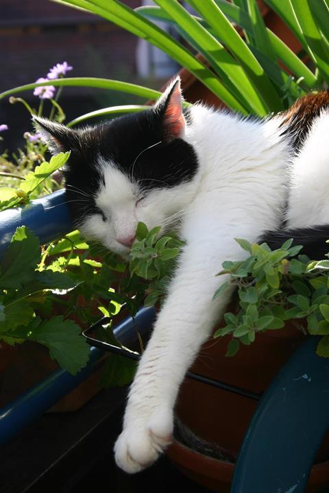Black and white cat laying on a pot of catmint.