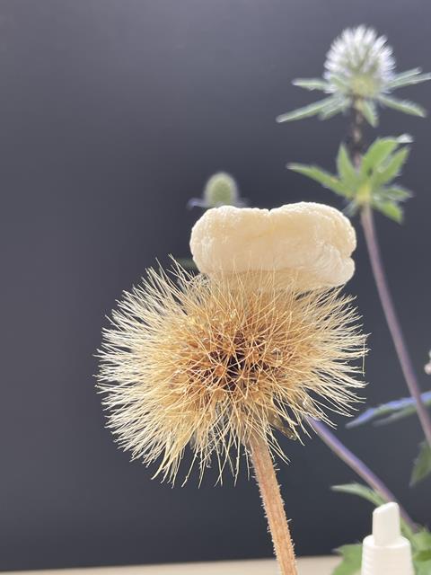 Aerogel foam stiing on top of a flower head