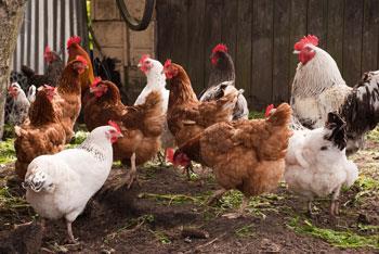 chickens_shutterstock_350