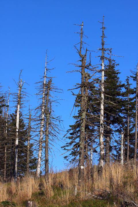 Acid rain damaged forest