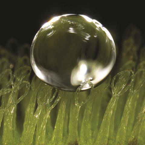 Water droplet on eggbeater-shaped superhydrophobic trichomes - Figure 1b - Full image