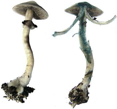 Mystery of why magic mushrooms go blue solved | Research | Chemistry World