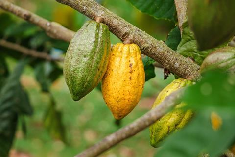 Cocoa pods