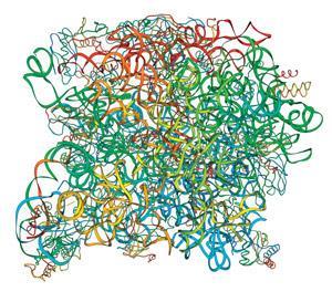 CW0316_Ribozymes_F3_300m