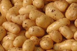 potato-250