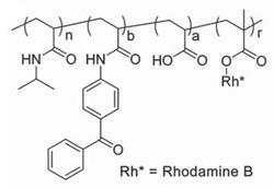 Skeletal structure of poly(N-isopropylacrylamide) copolymers